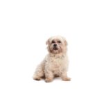 Petland Heath, OH Malti-Chon