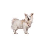 Petland Heath, OH Malti-Pom