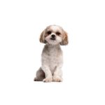 Petland Heath, OH Peek-A-Poo
