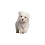 Petland Heath, OH Pom-Poo
