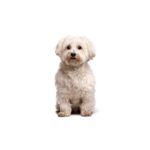 Petland Heath, OH Poo-Chi