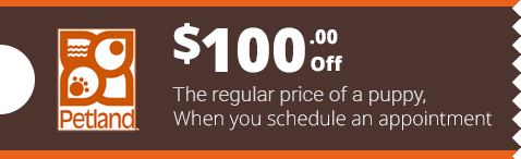 Appointment Coupon