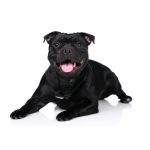 Petland Heath, OH Staffordshire Bull Terrier