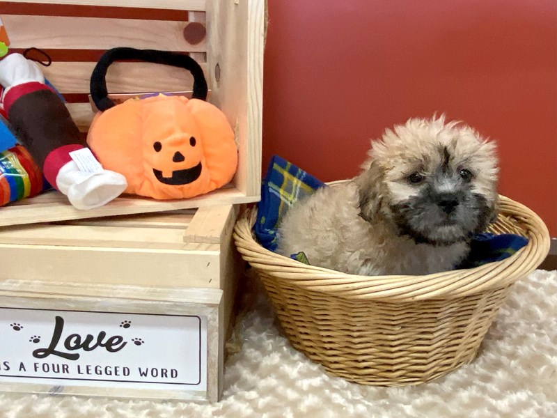 teddy bear dog gifts