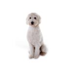 Petland Heath, OH Goldendoodle 2nd Gen