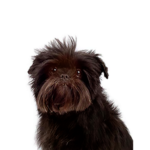 Petland Heath, OH Affenpinscher