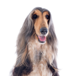 Petland Heath, OH Afghan Hound