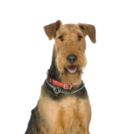 Petland Heath, OH Airedale Terrier