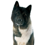 Petland Heath, OH Akita