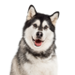 Petland Heath, OH Alaskan Malamute