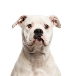 Petland Heath, OH American Bulldog