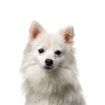 Petland Heath, OH American Eskimo