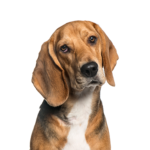 Petland Heath, OH American Foxhound