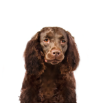 Petland Heath, OH American Water Spaniel