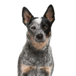 Petland Heath, OH Australian Cattle Dog