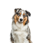 Petland Heath, OH Australian Shepherd