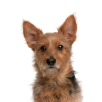 Petland Heath, OH Australian Terrier
