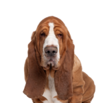 Petland Heath, OH Basset Hound