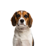 Petland Heath, OH Beagle
