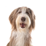 Petland Heath, OH Bearded Collie
