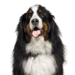 Petland Heath, OH Bernese Mountain Dog