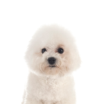Petland Heath, OH Bichon Frise