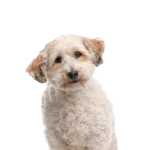 Petland Heath, OH Bichon Poo
