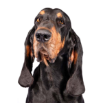 Petland Heath, OH Black and Tan Coonhound