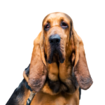 Petland Heath, OH Bloodhound