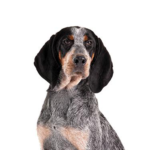 Petland Heath, OH Bluetick Coonhound