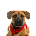 Petland Heath, OH Boggle