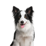Petland Heath, OH Border Collie