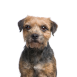 Petland Heath, OH Border Terrier