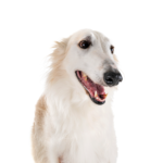 Petland Heath, OH Borzoi