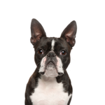 Petland Heath, OH Boston Terrier