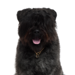 Petland Heath, OH Bouvier des Flandres