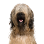 Petland Heath, OH Briard