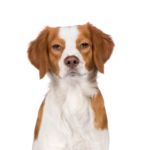 Petland Heath, OH Brittany
