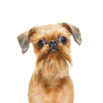 Petland Heath, OH Brussels Griffon