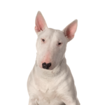 Petland Heath, OH Bull Terrier