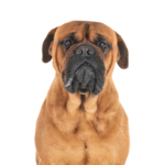 Petland Heath, OH Bullmastiff
