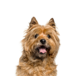 Petland Heath, OH Cairn Terrier