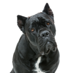 Petland Heath, OH Cane Corso
