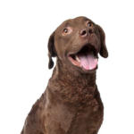 Petland Heath, OH Chesapeake Bay Retriever