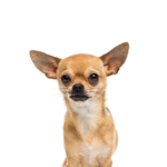 Petland Heath, OH Chihuahua