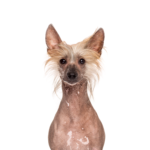 Petland Heath, OH Chinese Crested