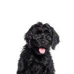 Petland Heath, OH Cockapoo