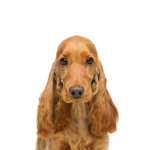 Petland Heath, OH Cocker Spaniel