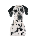 Petland Heath, OH Dalmatian