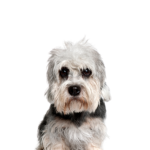 Petland Heath, OH Dandie Dinmont Terrier